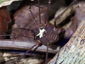 Harvestman Vononana adrik