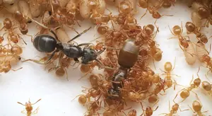An ant colony rises against its own queen