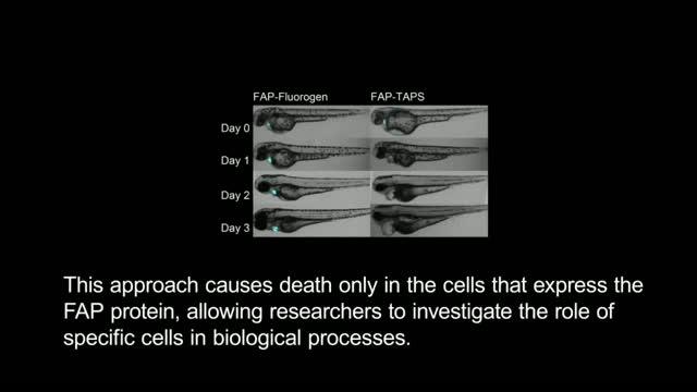 Carnegie Mellon Develops Optogenetic Photosensitizer for Cell Manipulation