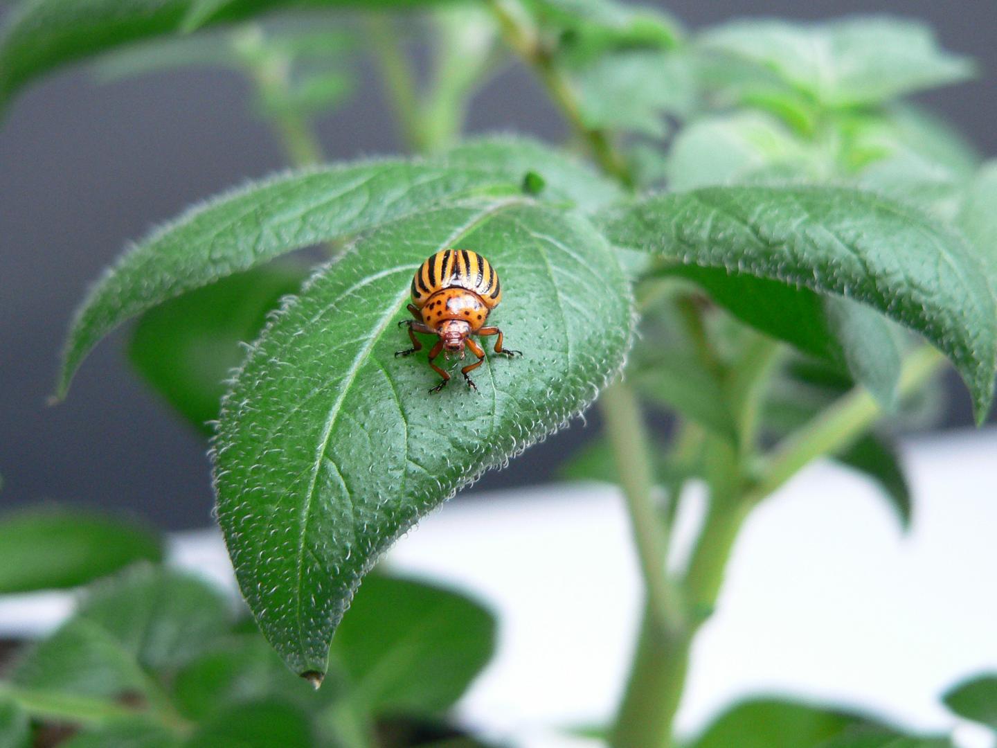 Crops Protected With Double-Stranded RNA (3 of 4)