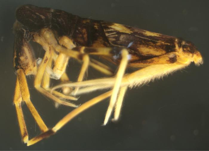 One of the new Lepidosira species：L. montis