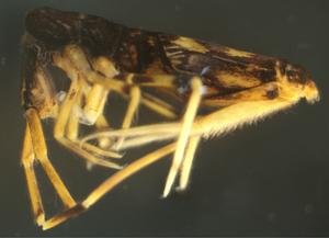One of the new Lepidosira species：L. montis