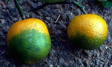 Citrus Greening Disease