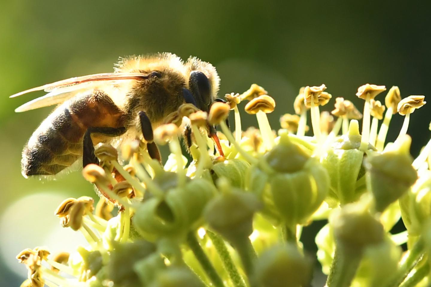 Honey Samples Worldwide Test Positive for Neonicotinoids (11 of 15)