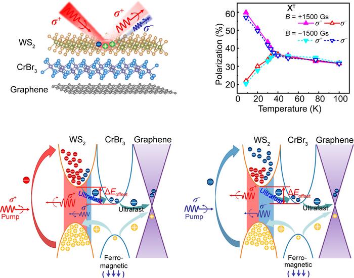 Giant valley polarization splitting and circular dichroism response in WS2/CrBr3 heterostructure via ultrafast spin-charge transfer