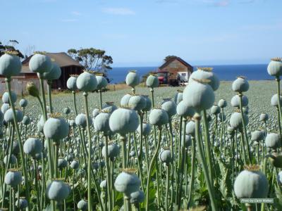 Opium Poppy Provides Recipe for Anti-Cancer Agent (6 of 6)