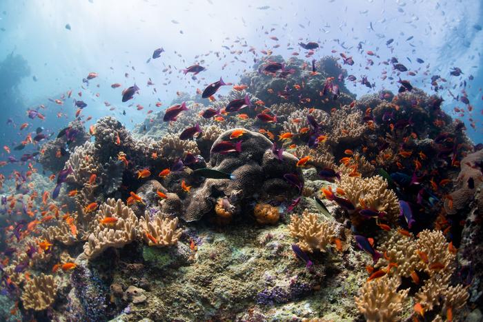 Coral reef in Fiji