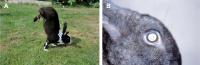 Gene required for jumping identified in rabbits