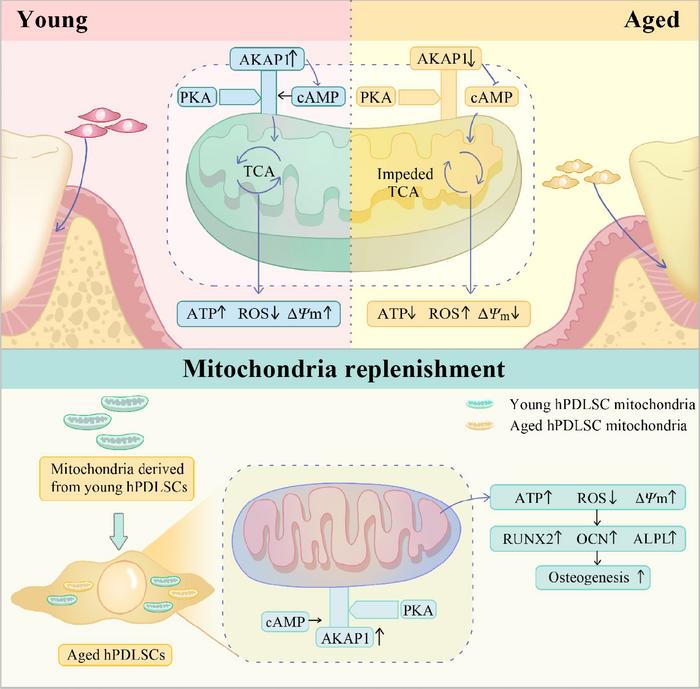 Mitochondrial Replenishment Restores Osteogenic Capacity in Aged PDLSCs