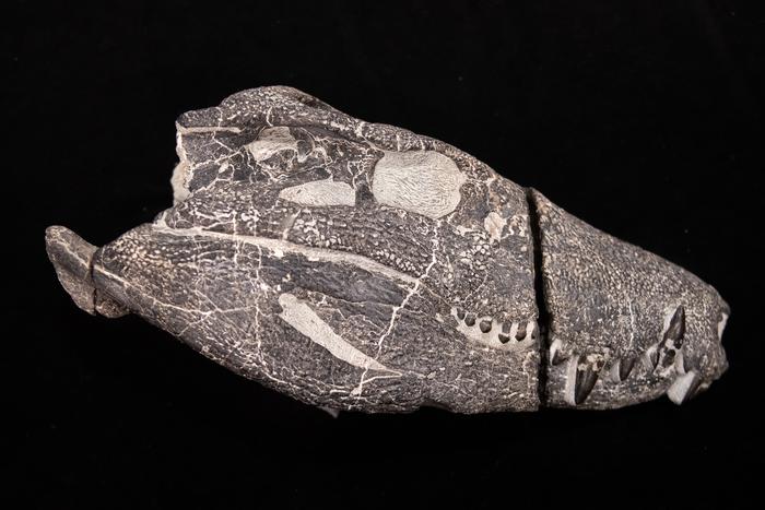 A new large hypercarnivorous crocodyliform from the Maastrichtian of Southern Patagonia, Argentina