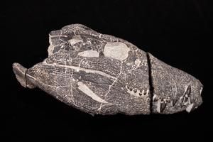 A new large hypercarnivorous crocodyliform from the Maastrichtian of Southern Patagonia, Argentina