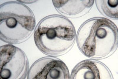 Seabass Egg