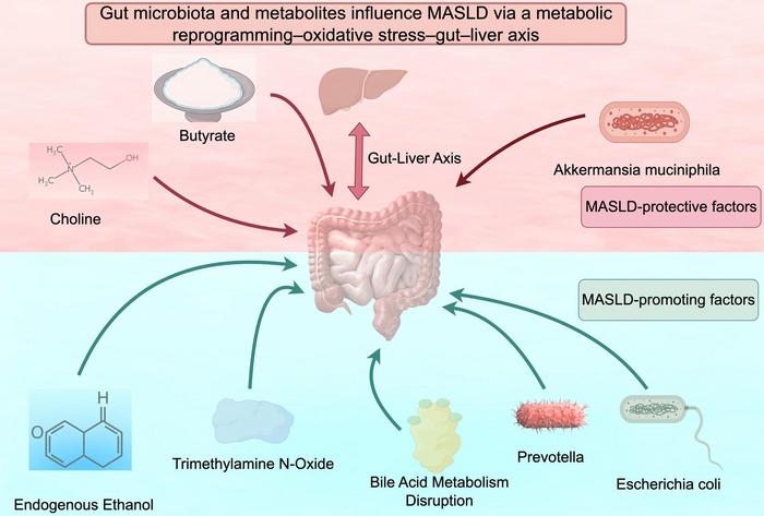 The Multifaceted Roles of Gut Microbiota and Their Metabolites in Metabolic Dysfunction-associated Steatotic Liver Disease