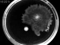 Wild-Type Ancestral Strain <i>P. aeruginosa</i> PA14