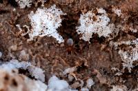 Salt Flat Spider