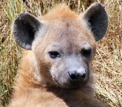 Hyena
