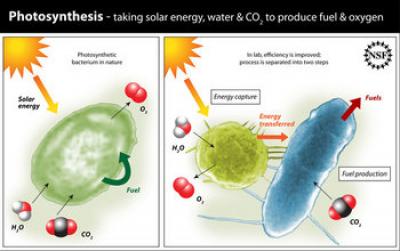 Illustration Showing Differences Between Natural and In-lab Photosynthetic Process