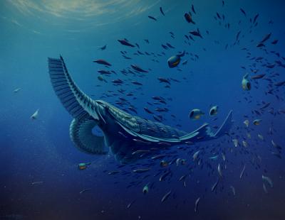 <i>Tamisiocaris borealis</i>