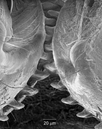 Mechanical Gears 'Invented' by Insects (6 of 10)