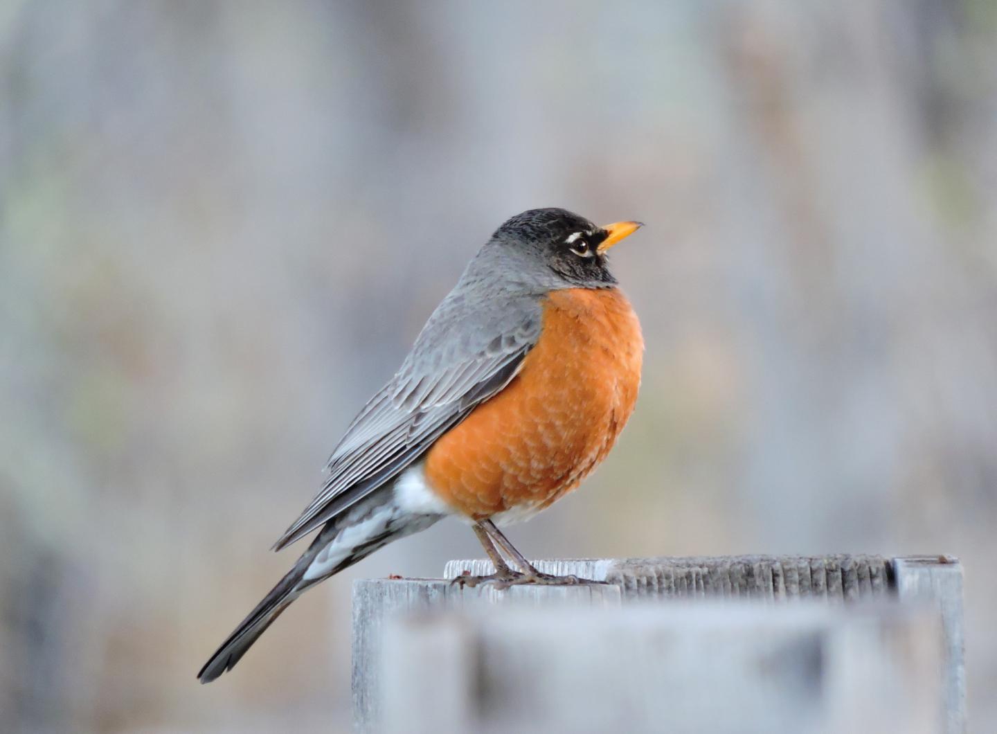 Robins Appear to Owe Some of Their Success to Lateral Thinking