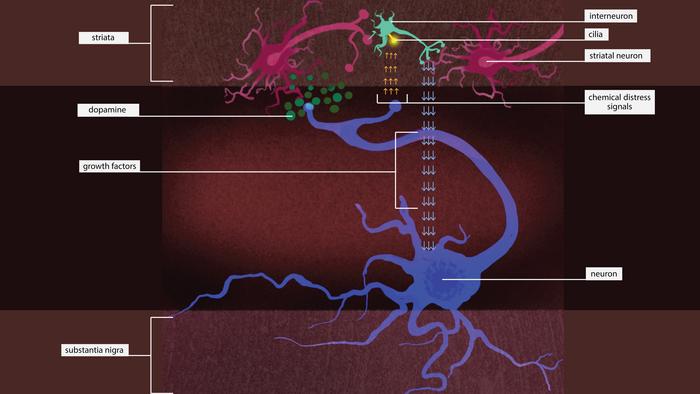 Parkinson's LRRK2