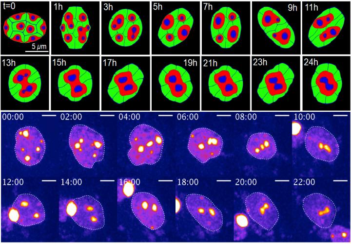 Change of Chromatin Structure Induced by Dynamic Nuclear Deformation