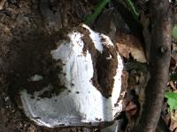 Termites (2 of 2)