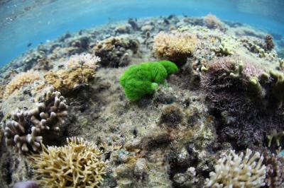 Killer Seaweed