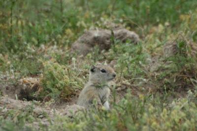 Belding's Ground Squirrel