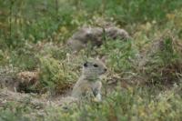 Belding's Ground Squirrel