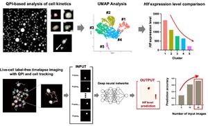 Predicting stemness of HSCs from dynamic cell behavior using machine learning. I