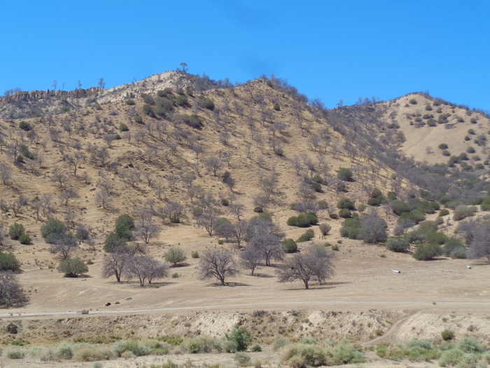 Blue oaks