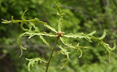 Study Explores Effect of Herbicide Drift on White Oak