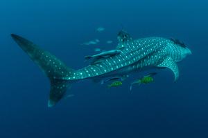 Whale sharks