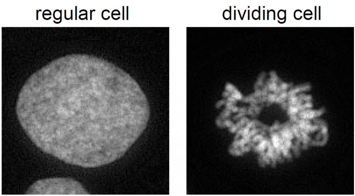 Cell Division