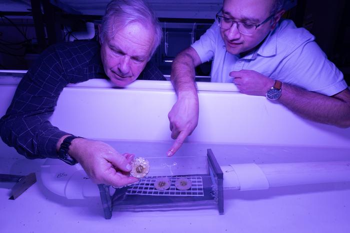 Coral reef restoration
