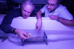 Coral reef restoration