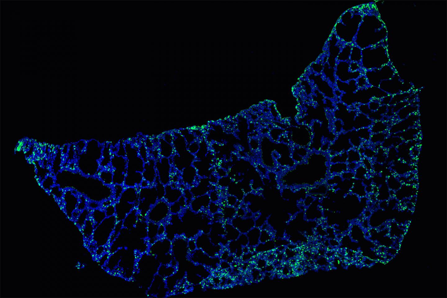 Fluorescent Staining