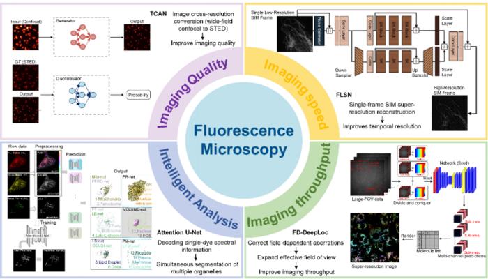 Deep learning for fluorescence microscopy: advancements in imaging quality, imaging speed, imaging throughput, and intelligent analysis