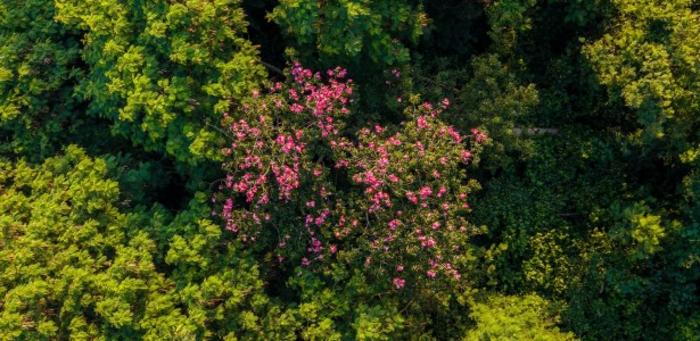 Natural forest regeneration helps curb spread of invasive species ...