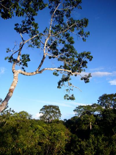 Why Does Local Diversity Peak in the Tropics? (2 of 2)