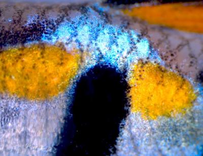 Guppy blue iridescent spot