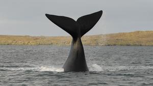 Southern right whale