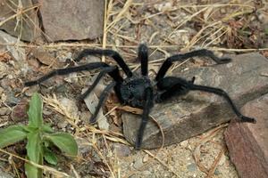 Satyrex ferox, male