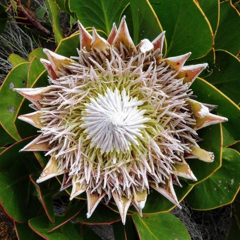 A king protea