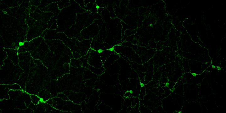 Light-Savvy Cells