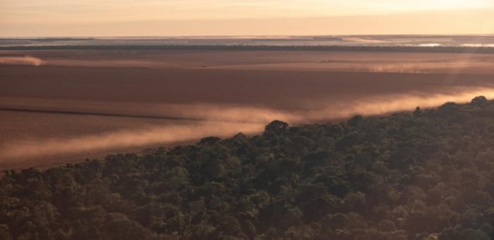 Fires, droughts, and windstorms reduce the diversity of Amazonian vegetation