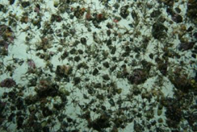 Brittlestar City (2 of 2)