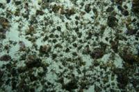 Brittlestar City (2 of 2)