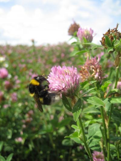 <i>B. hortorum</i> (Queen)